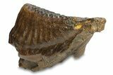 Fossil Woolly Mammoth Lower M Molar - Poland #295864-4